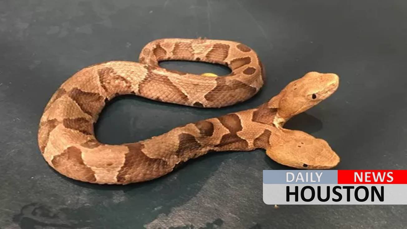 Woman finds two-headed viper in her flower bed, state hopes to display it in a zoo