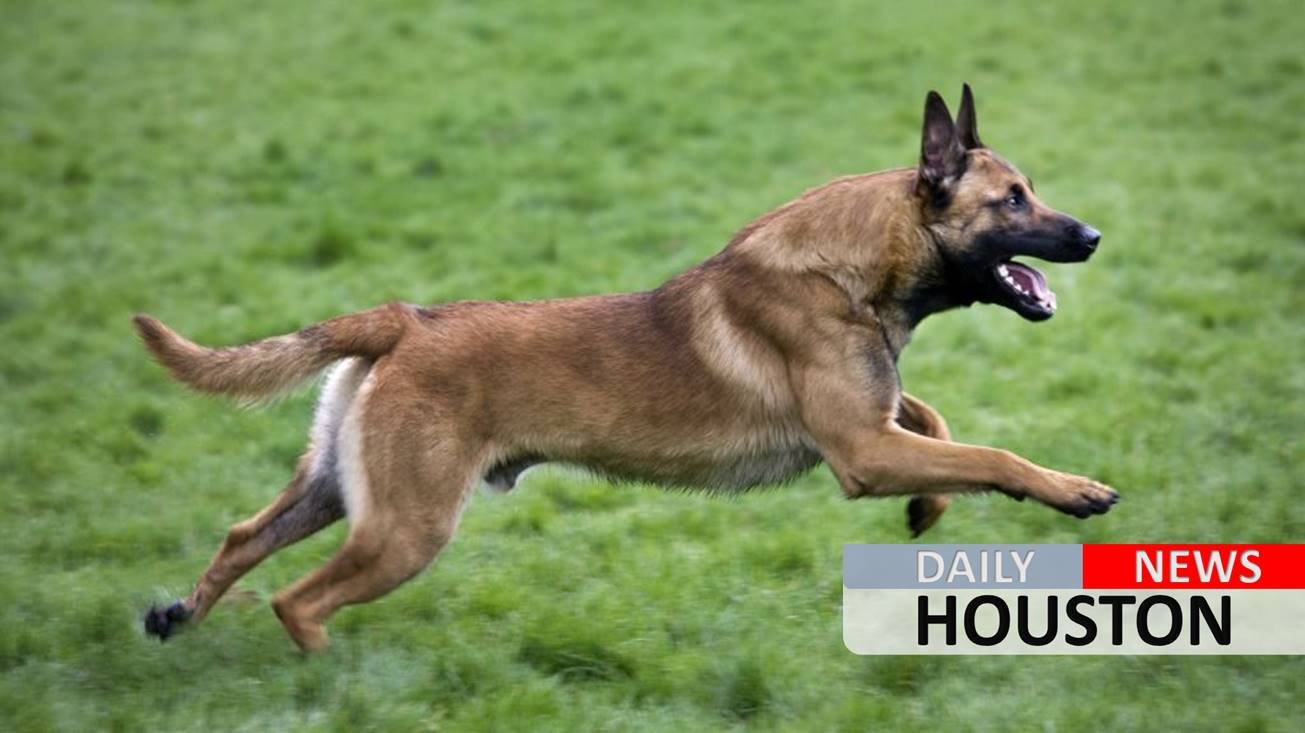 Massachusetts teen mauled to death by ‘pack of dogs’ he was tending to