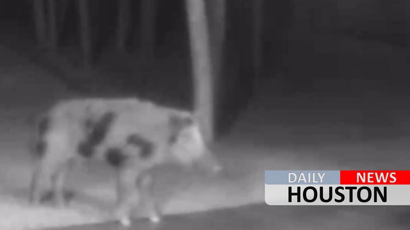 Montgomery County man kills hog who attacked his dogs in his backyard