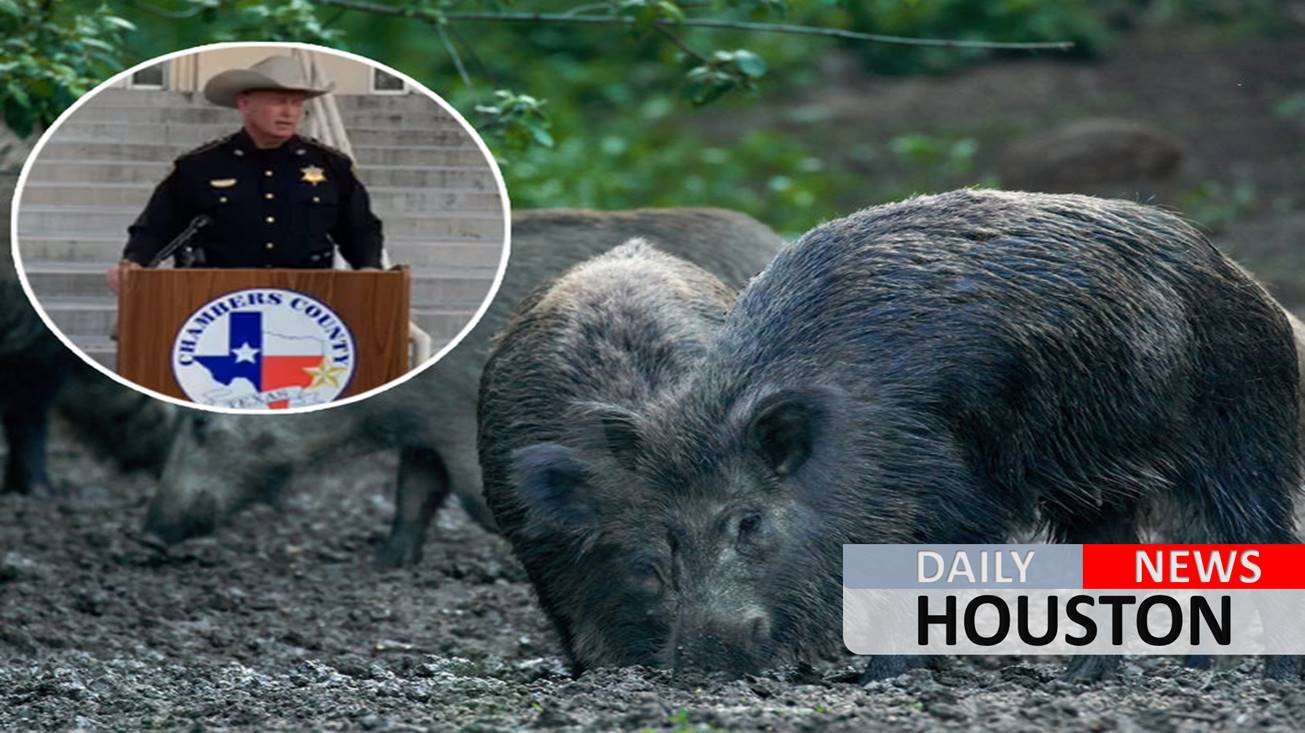 3-day wild hog hunt month after woman killed in attack