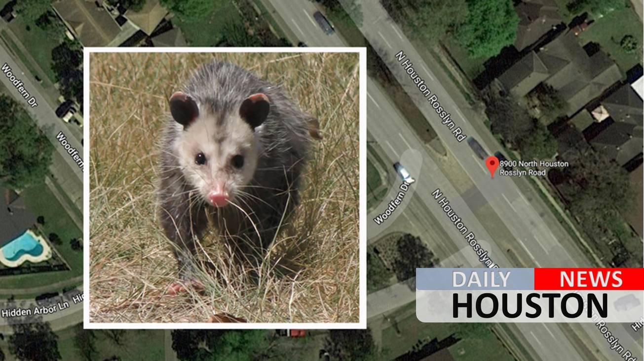 Man dies after getting hit by car while trying to snag opossum from sidewalk