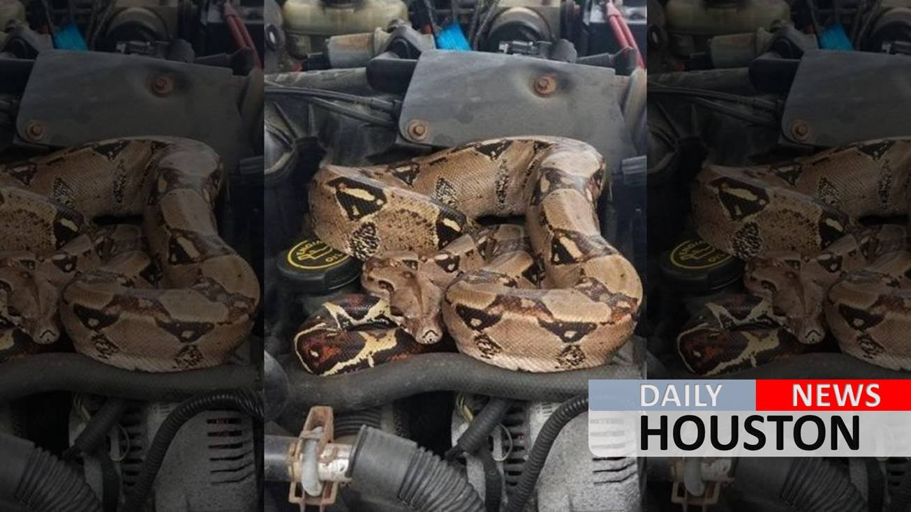 Massachusetts police capture ‘jaw-dropping’ boa constrictor from under car hood