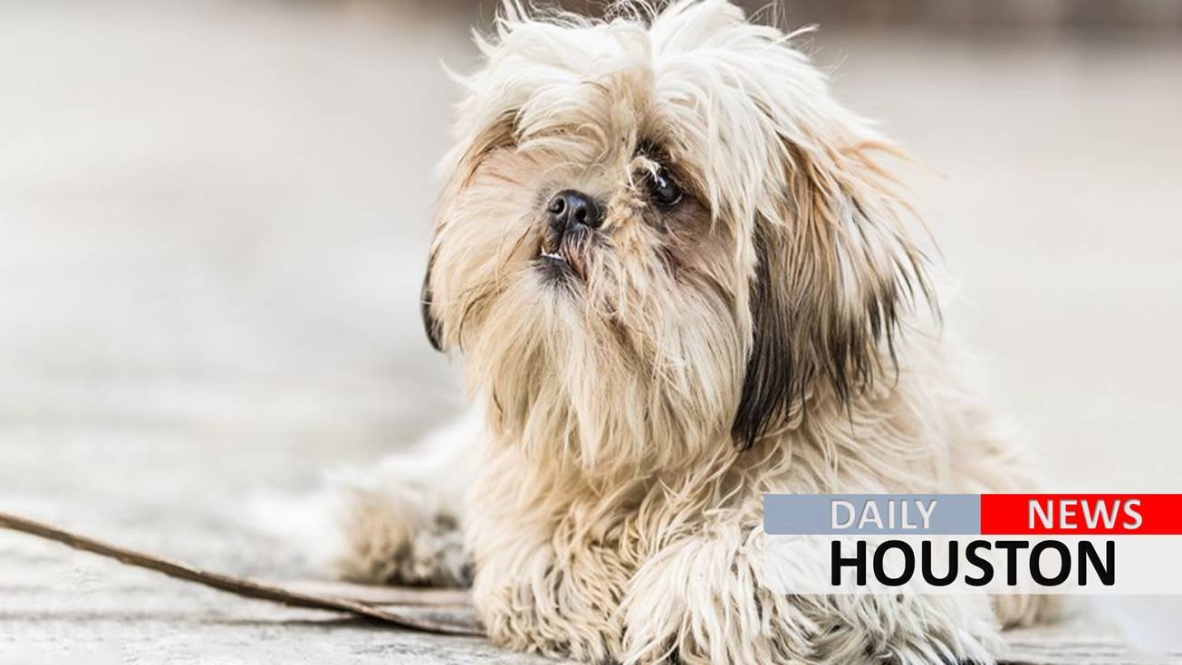 Virginia woman has healthy dog euthanized as a part of her will