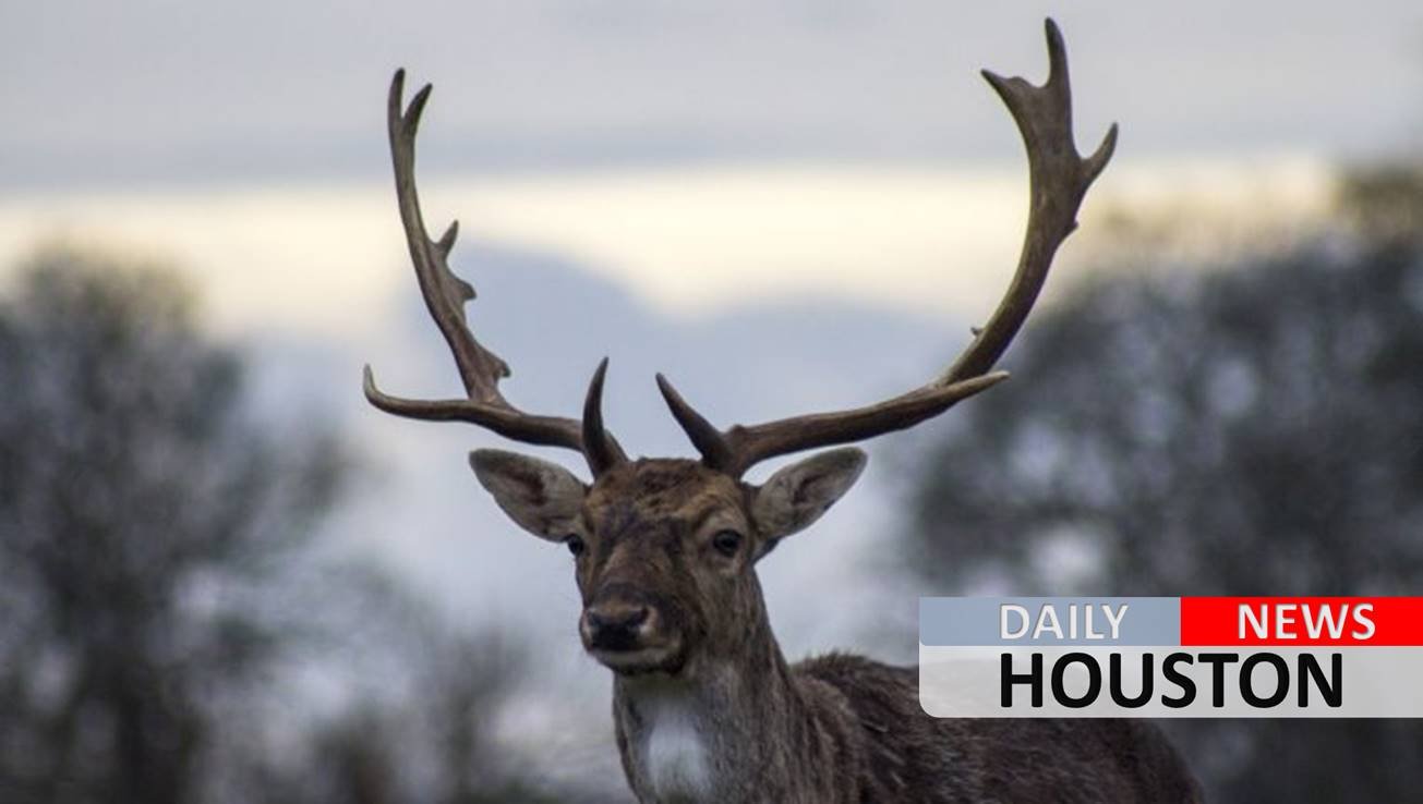 Arkansas hunter dead after deer he shot apparently gets up, attacks him