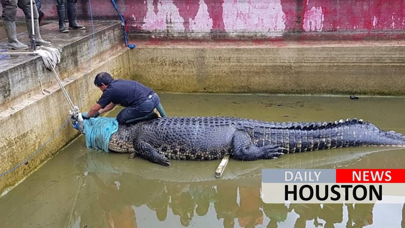 Indonesian woman mauled to death by massive pet crocodile