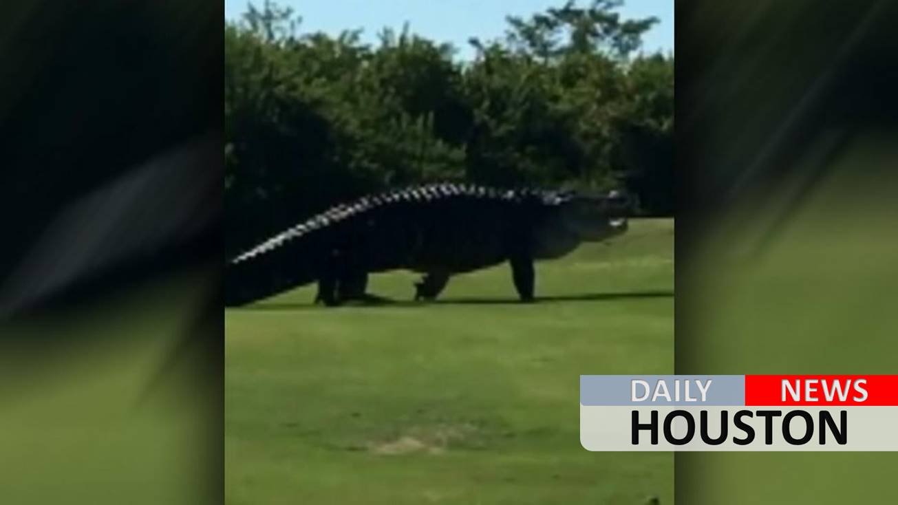 Alligator in Florida catches golf ball in mouth during tournament
