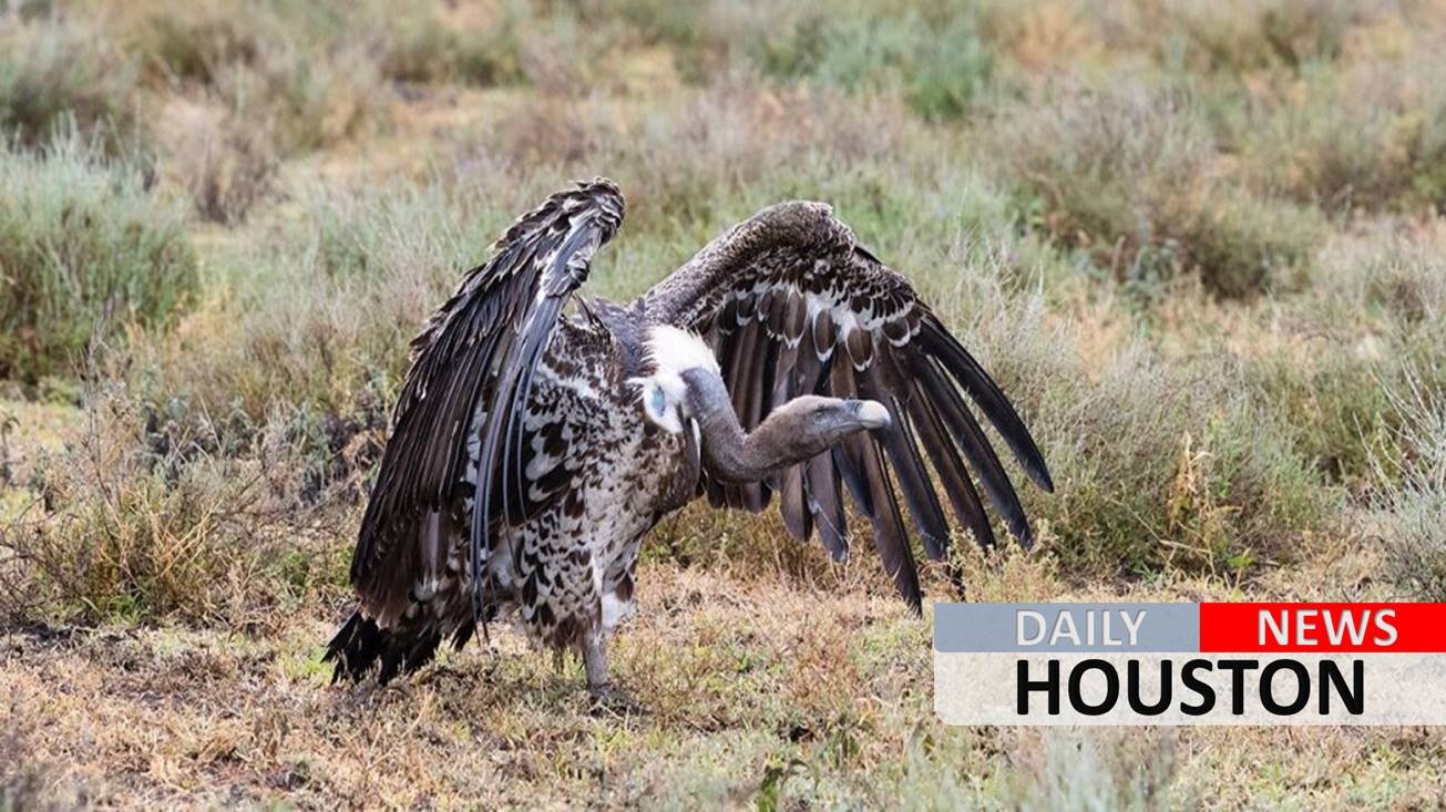 Kansas couple killed in motorcycle crash caused by vulture