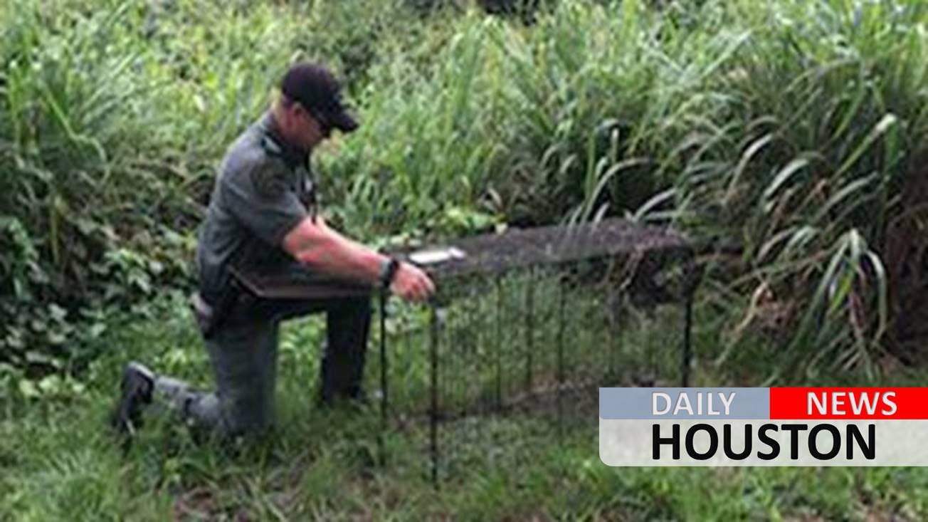 Stray dogs in Florida maul man to death in Fourth of July attack