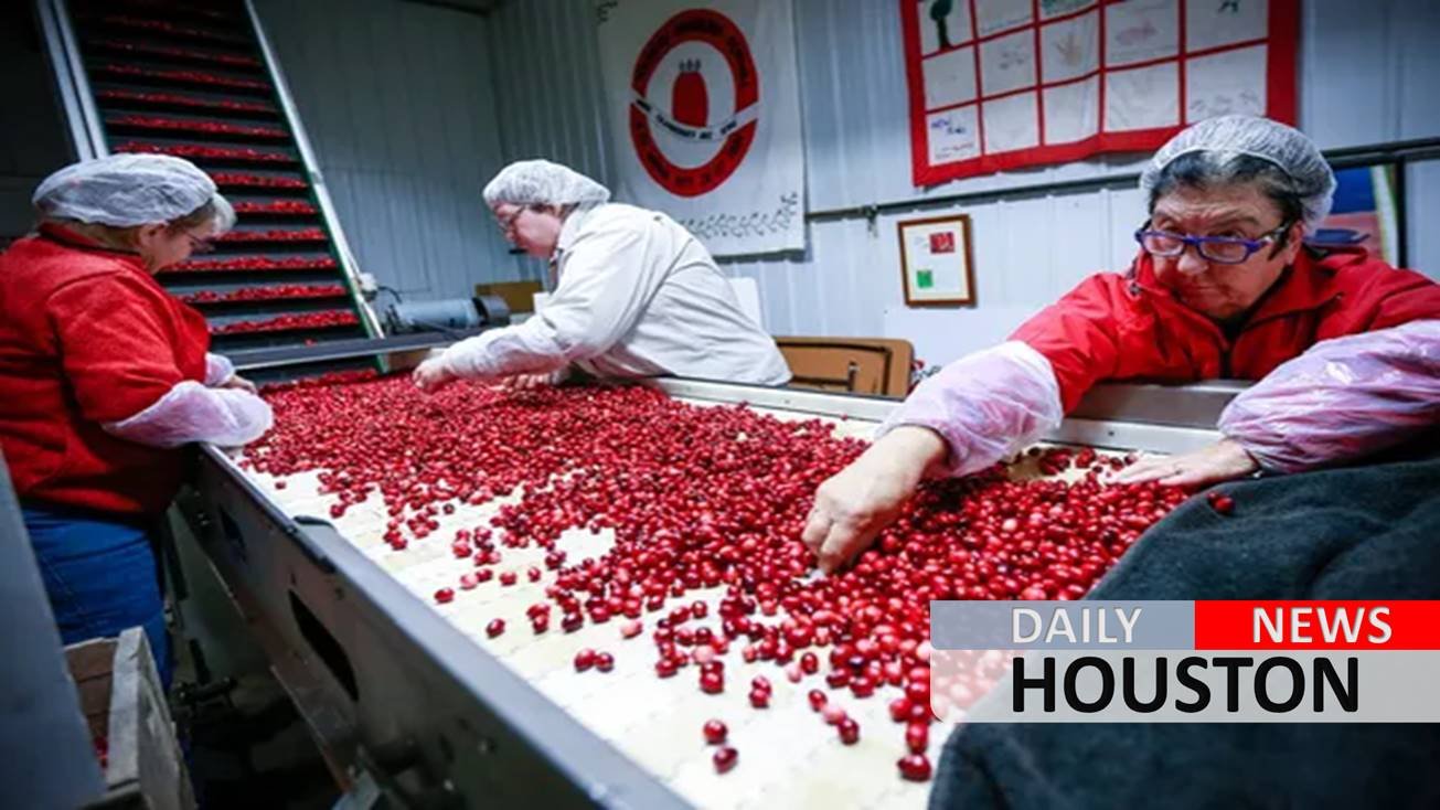 Glut of cranberries in Wisconsin means 25% of crop could be discarded