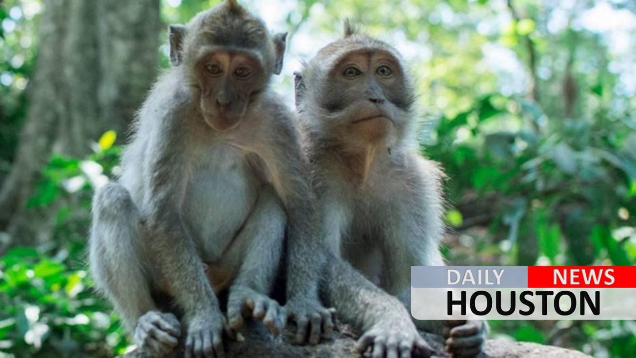 Indian woman, 60, chased to her death off rooftop by gang of monkeys