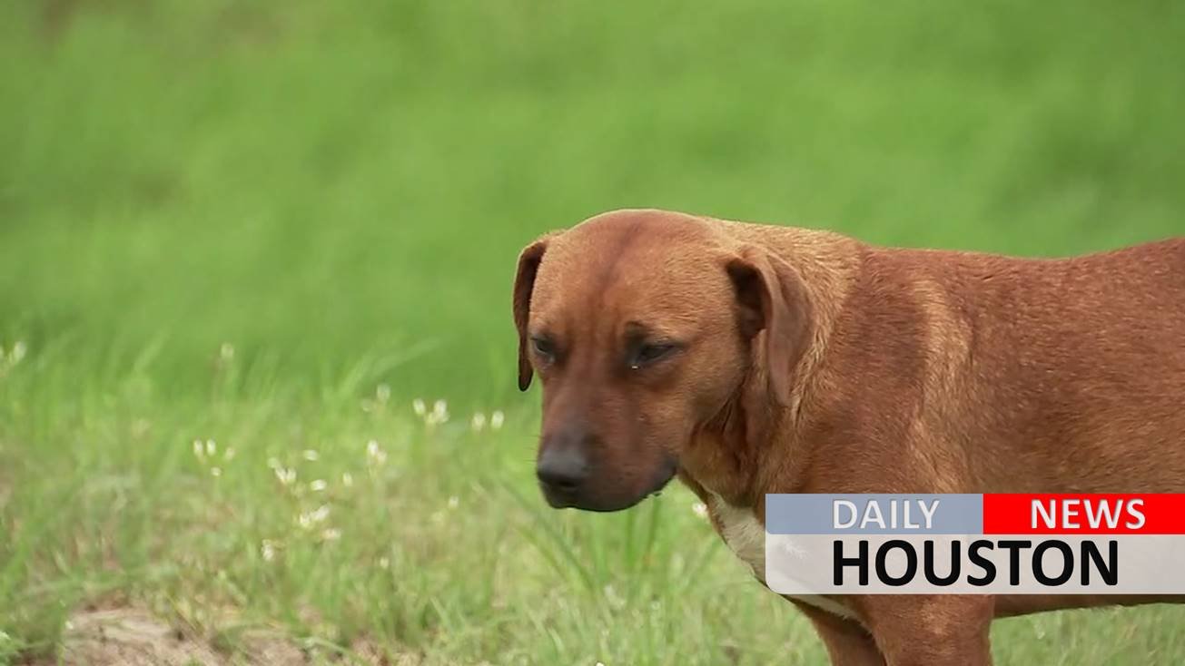 Dog refuses to leave dead best friend’s side in northwest Harris County