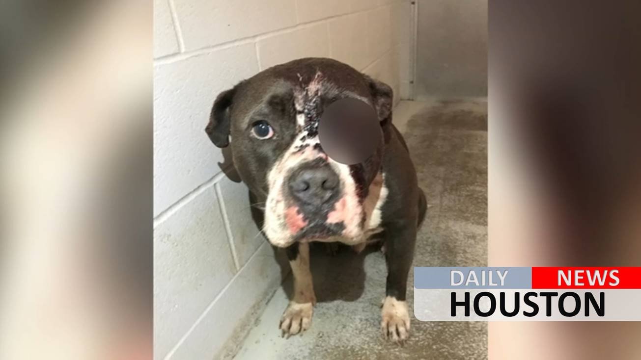 Dog found shot in face at Richmond park
