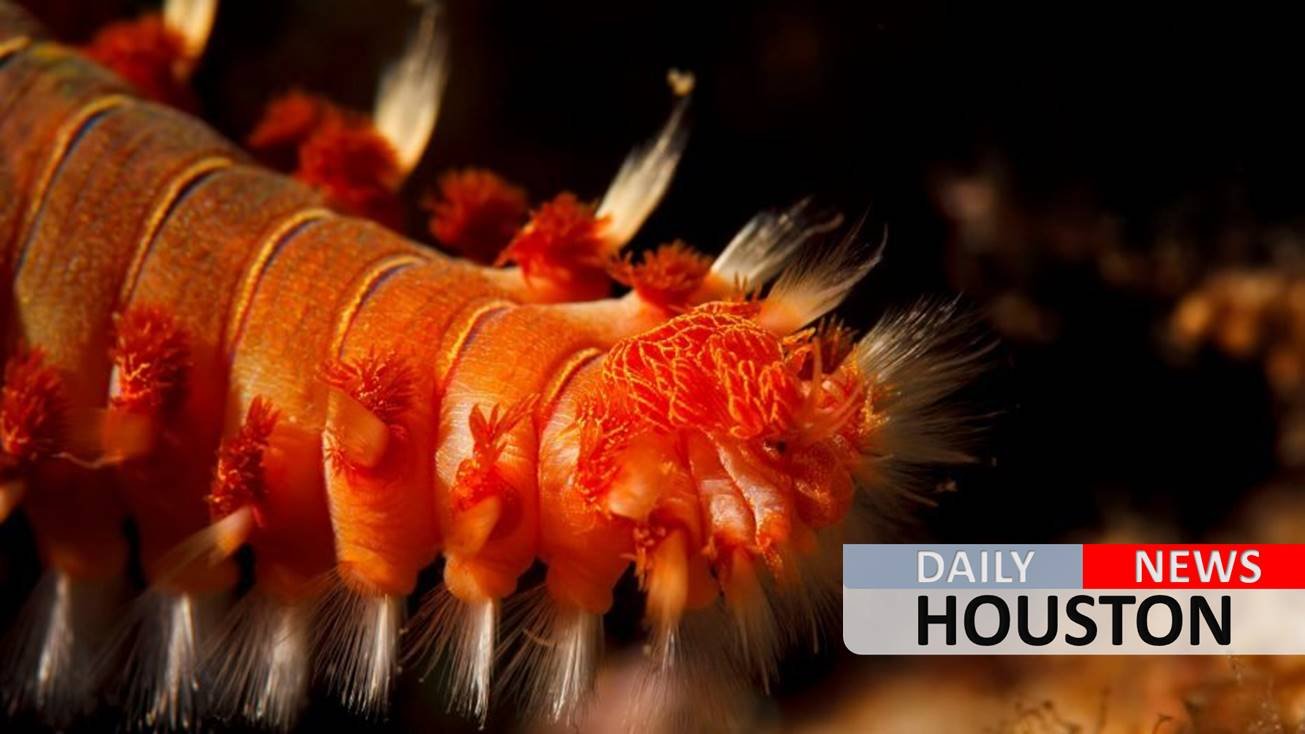 Texas angler catches bizarre creature while fishing, recognizes it as dangerous