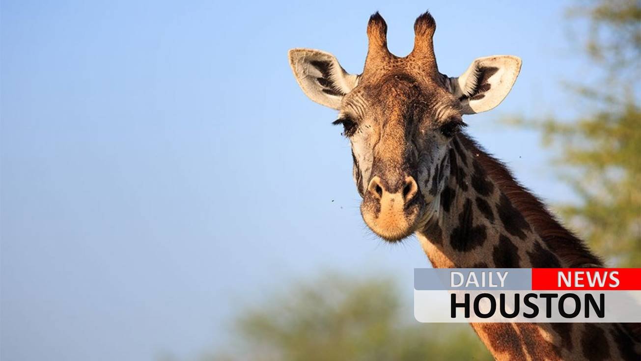 Giraffe dies from ‘tragic accident’ at Kansas City Zoo