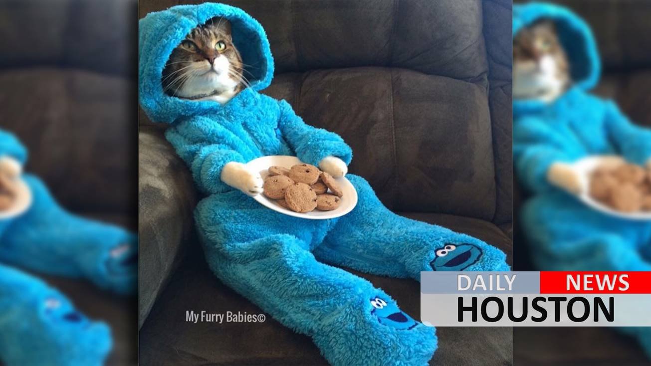 US embassy in Australia apologizes for Cookie Monster cat meeting invite