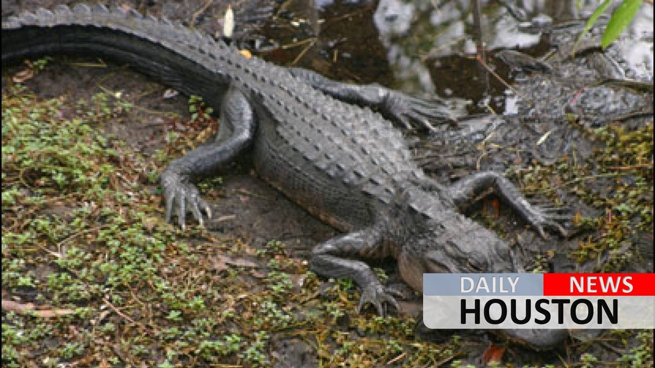 Girl, 2, eaten by crocodiles after falling into a pit on family’s farm