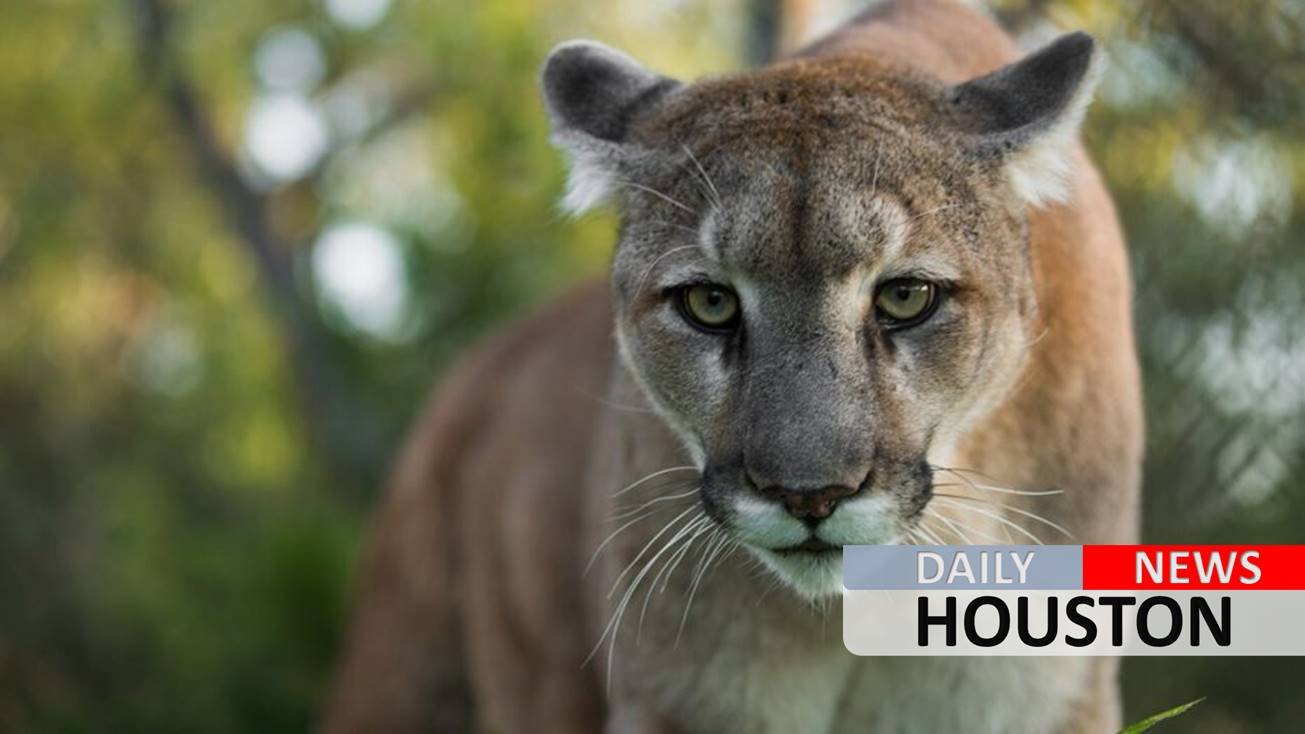 Mountain lion bites Colorado boy, 8, on head, injuries ‘serious’