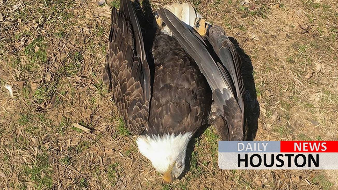 Texas farmer admits killing bald eagle after spreading fields with poison-laced corn