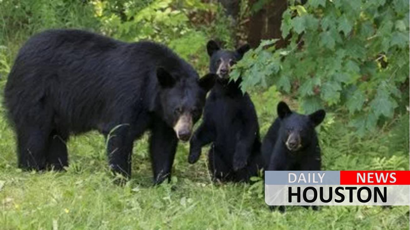 Alaska dad, son sentenced for killing mother bear, ‘shrieking’ newborn cubs