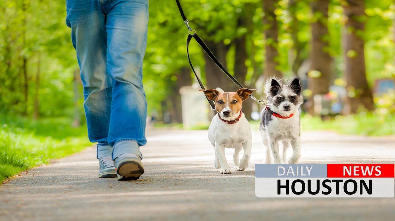 This app can help you make extra cash walking dogs