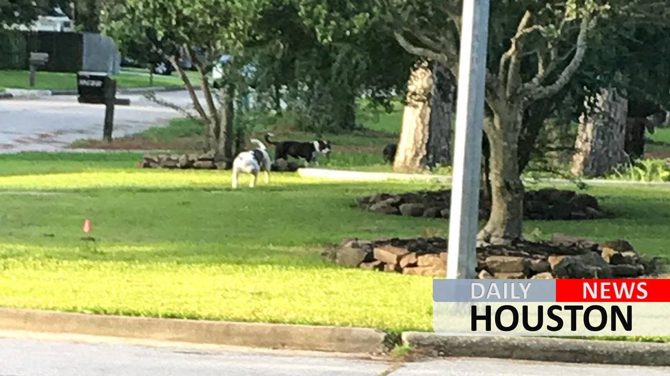 13-year-old boy attacked by dog while waiting for school bus in Spring