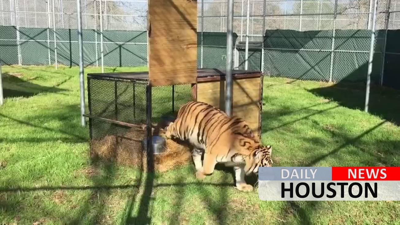 Tiger abandoned in cage settling in at Texas sanctuary