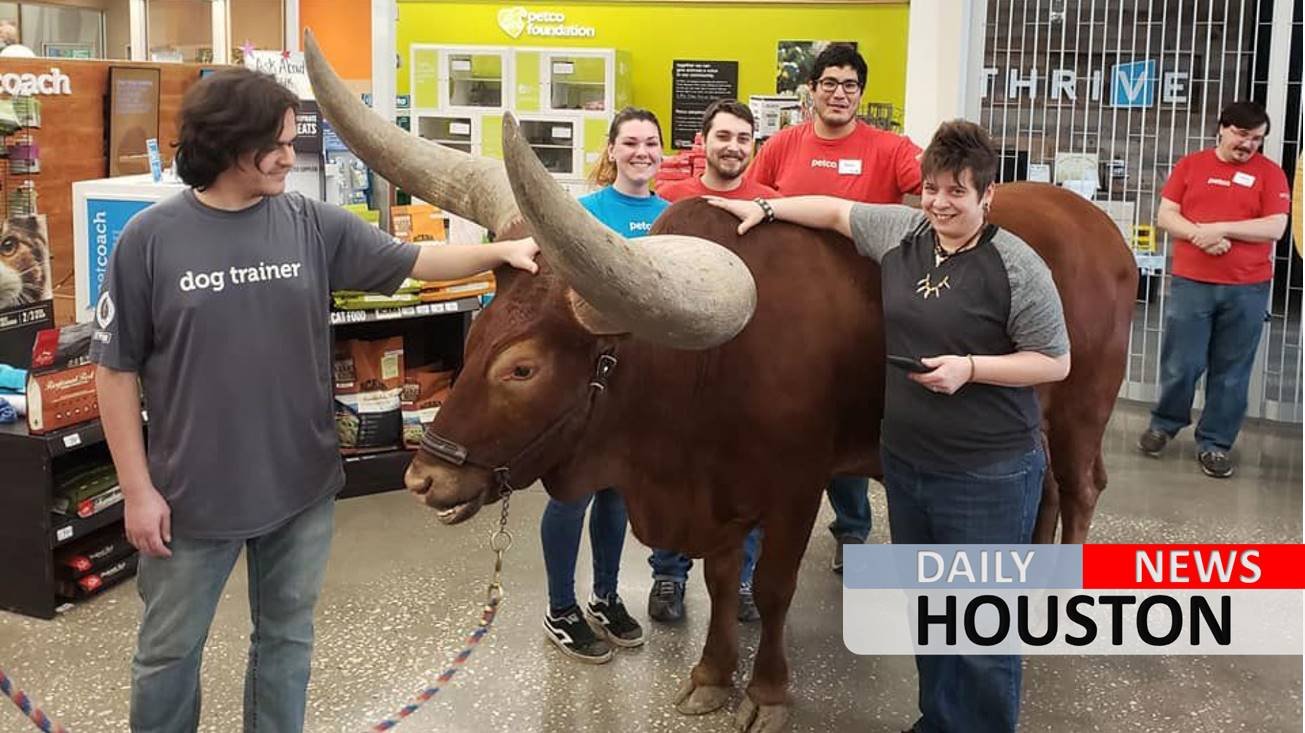 Texas man brings steer to Petco to test ‘all leashed pets are welcome’ policy