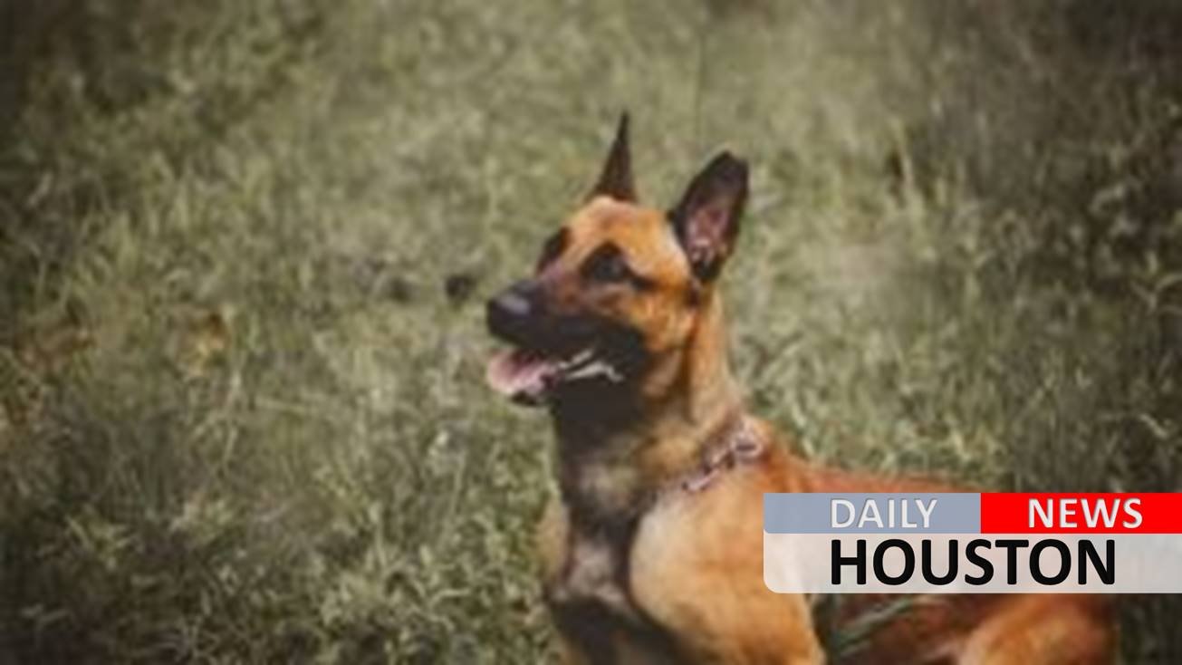 Border Patrol K-9 shot and killed in El Paso